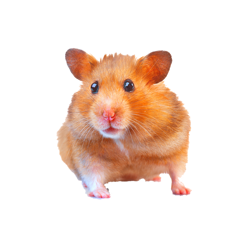 Hamster Transparent Photo
