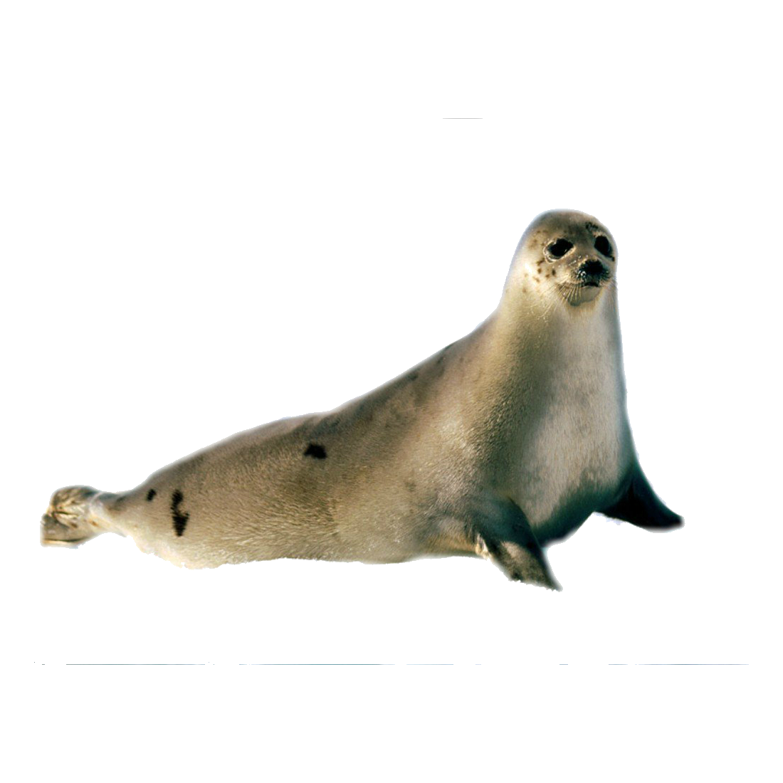 Harbor Seal Transparent Picture