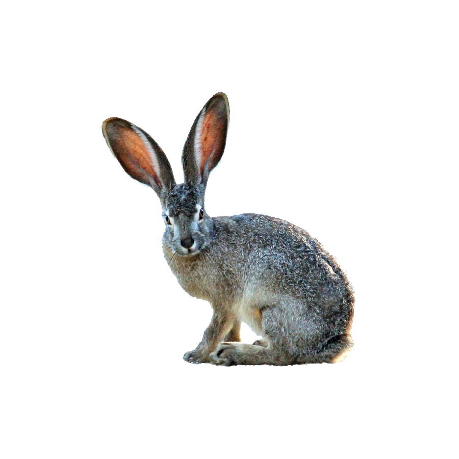 Hare Transparent Clipart