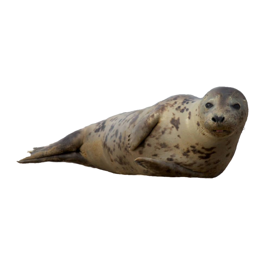 Harp Seal Transparent Photo