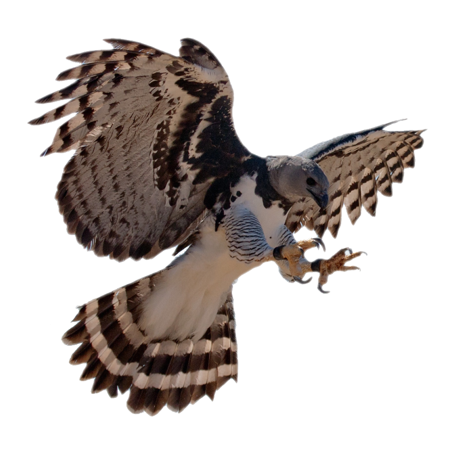 Harpy Eagle Transparent Image