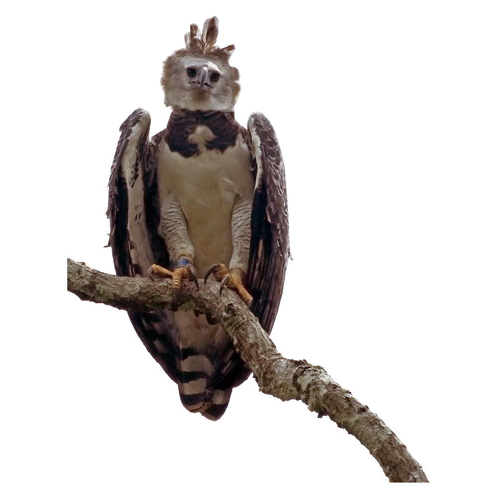 Harpy Eagle Transparent Photo