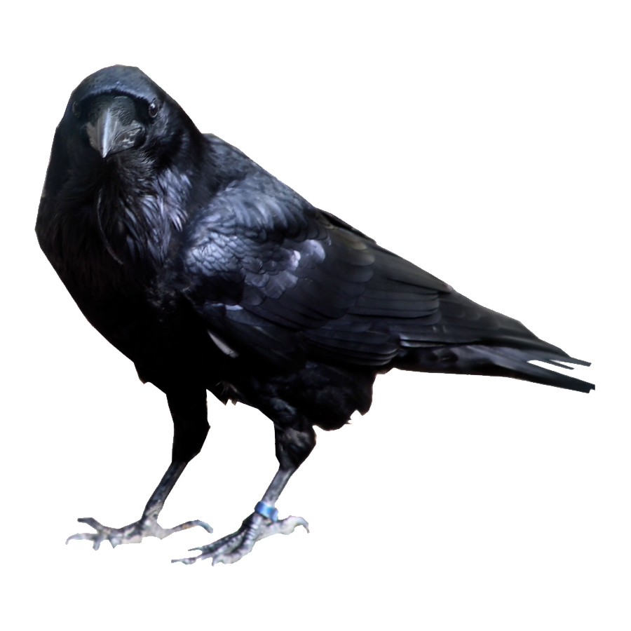 Hawaiian Crow Transparent Photo