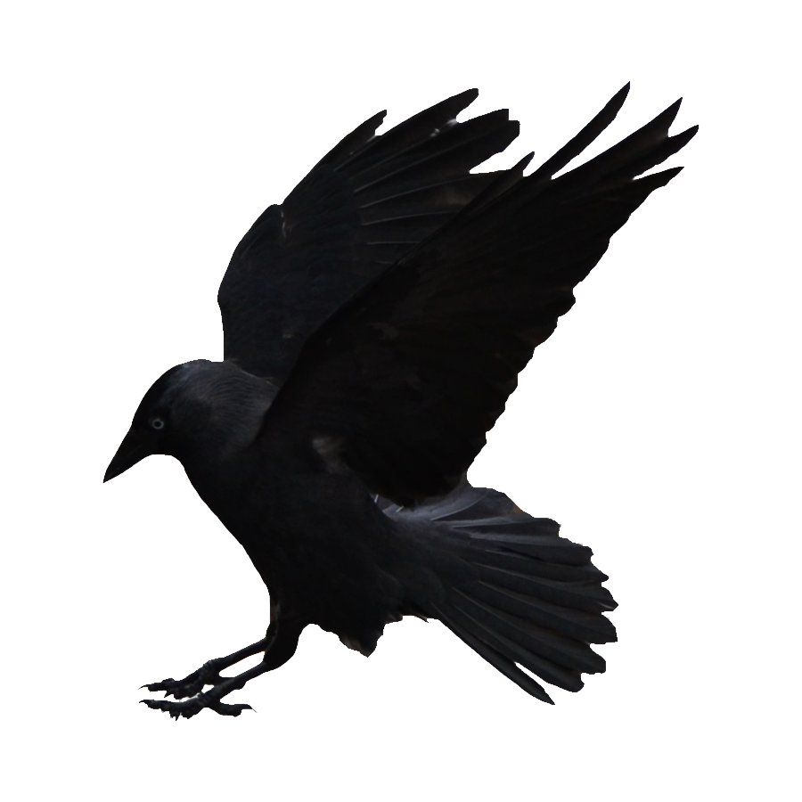 Hawaiian Crow Transparent Picture