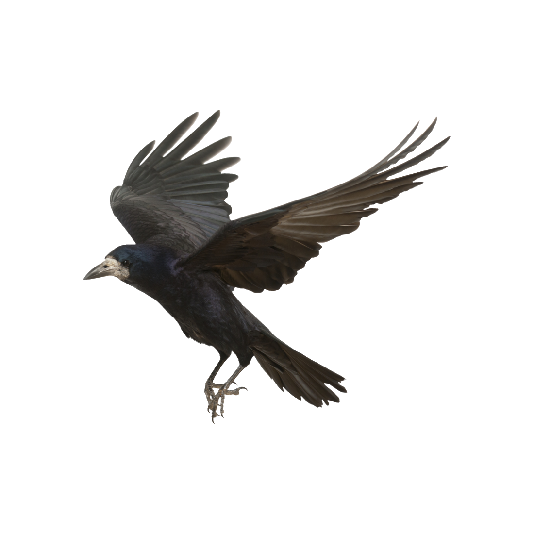 Hawaiian Crow Transparent Clipart