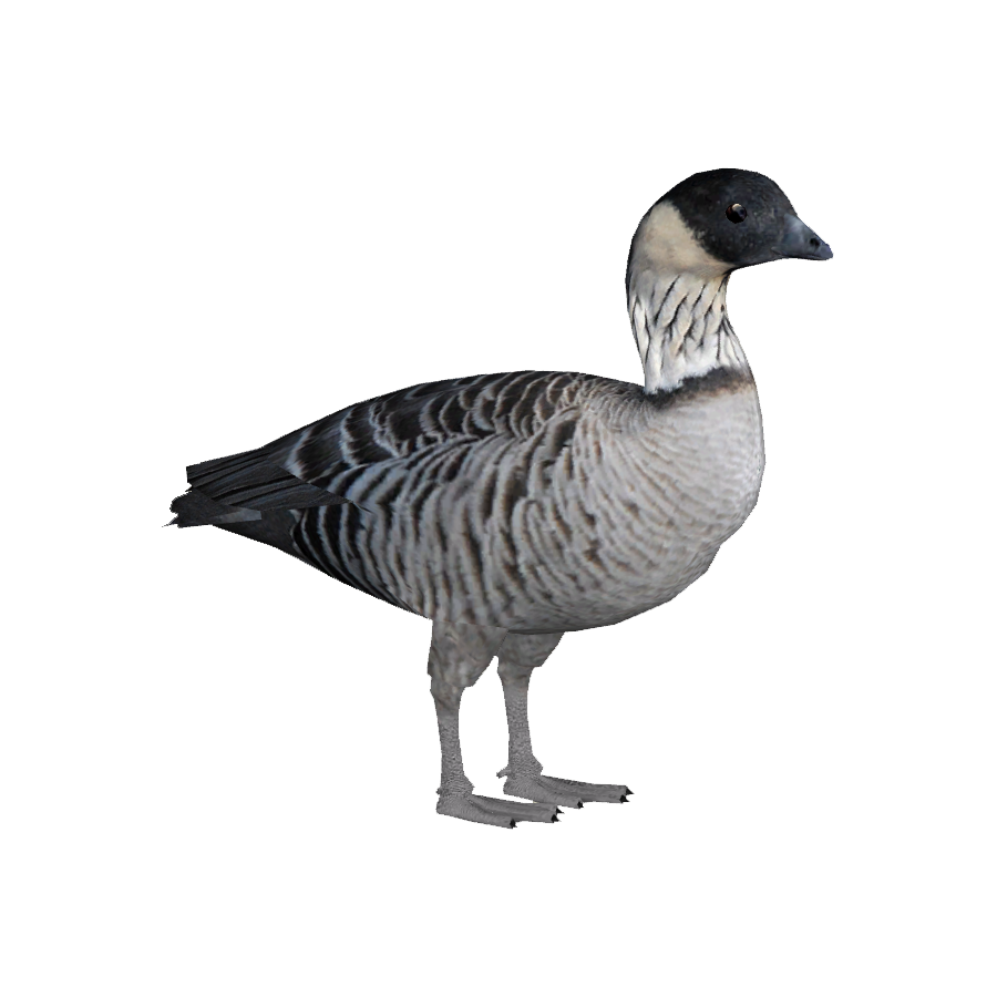 Hawaiian Goose Transparent Photo