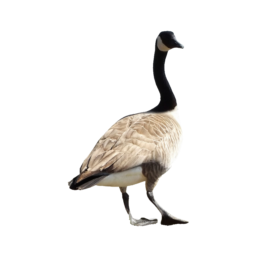 Hawaiian Goose Transparent Picture