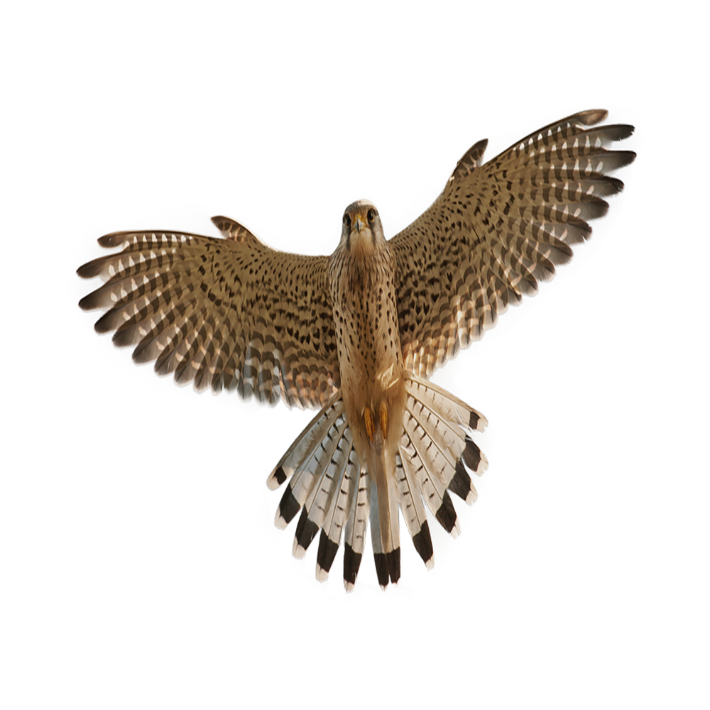 Hawk Transparent Image