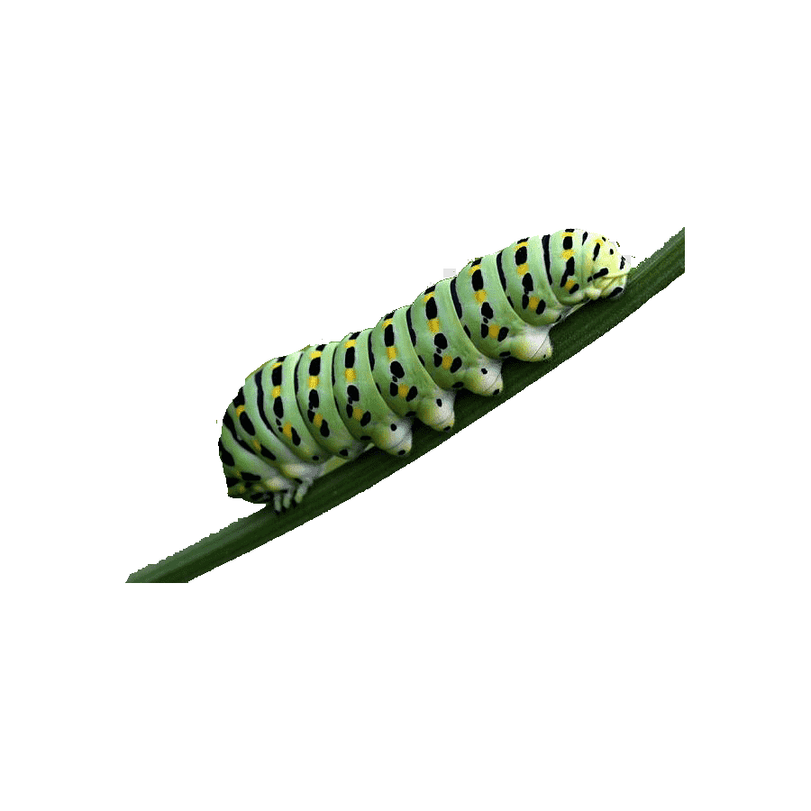 Hawk Moth Caterpillar Transparent Image