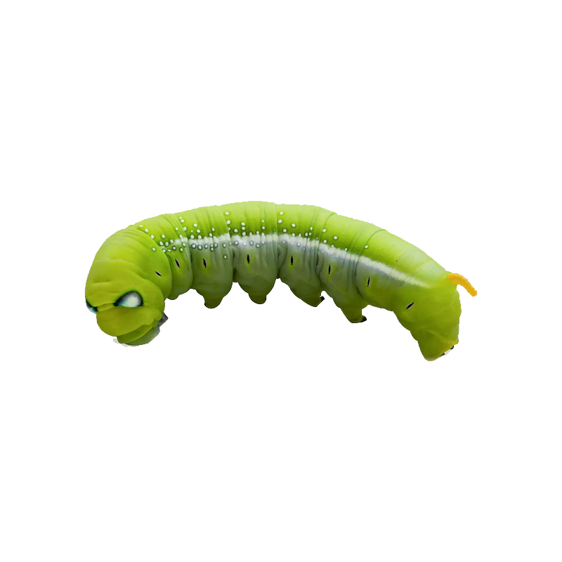Hawk Moth Caterpillar Transparent Clipart