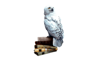 Hedwig PNG