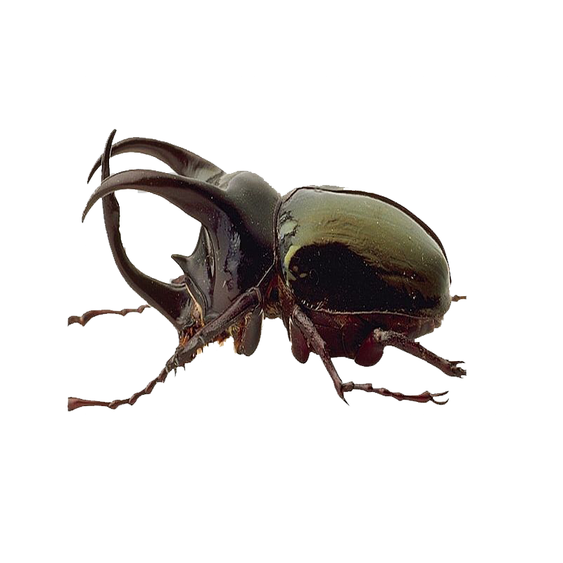 Hercules Beetle Transparent Photo