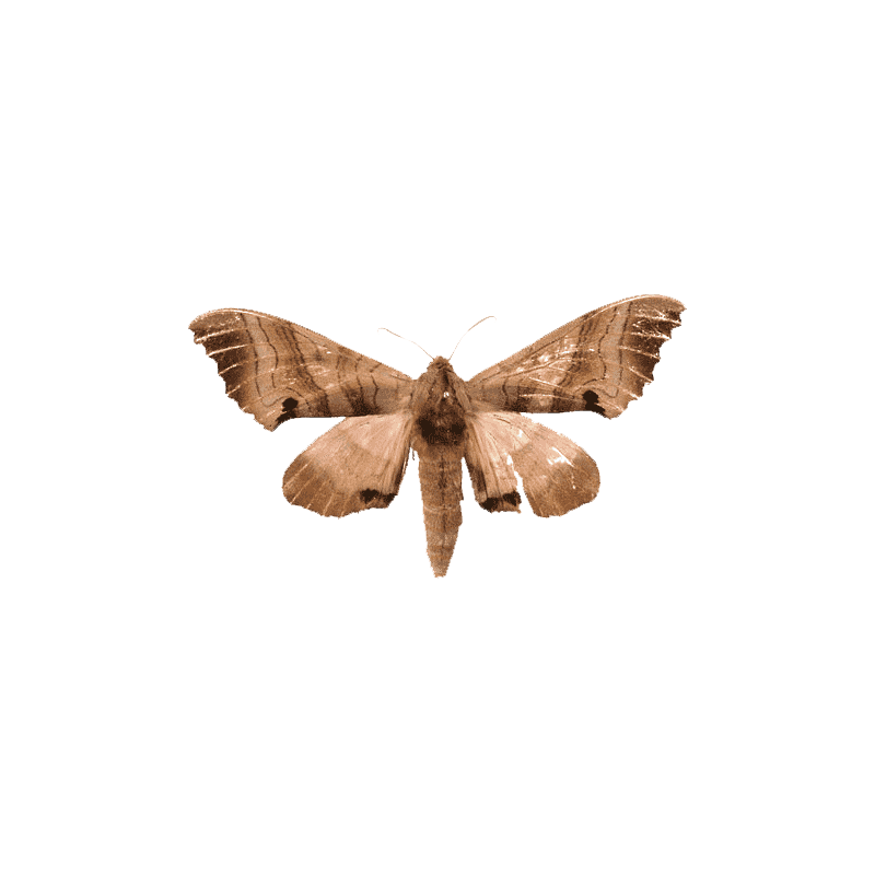 Hercules Moth Transparent Image