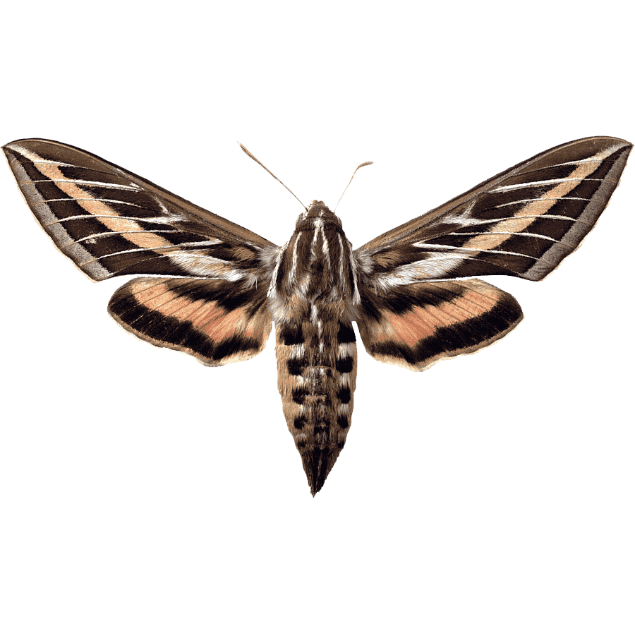 Hercules Moth Transparent Photo