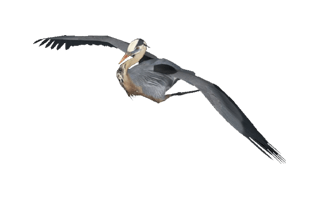 Heron PNG