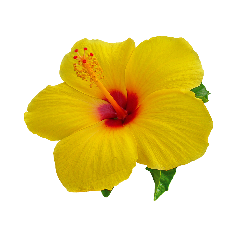 Hibiscus Flower Transparent Image