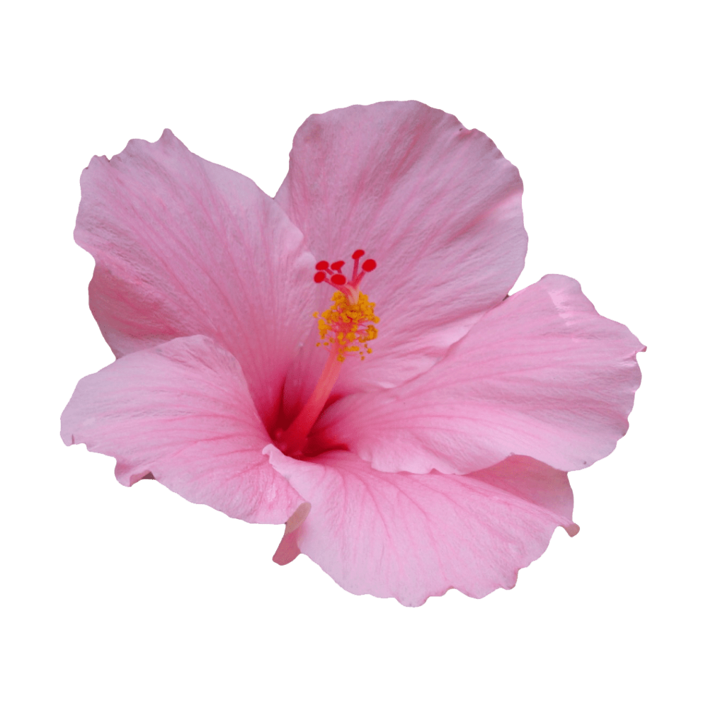 Hibiscus Flower Transparent Picture