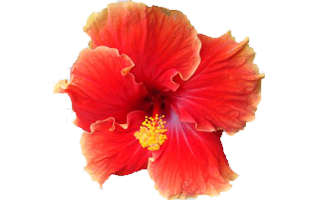 Hibiscus Flower PNG