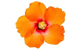 Hibiscus PNG