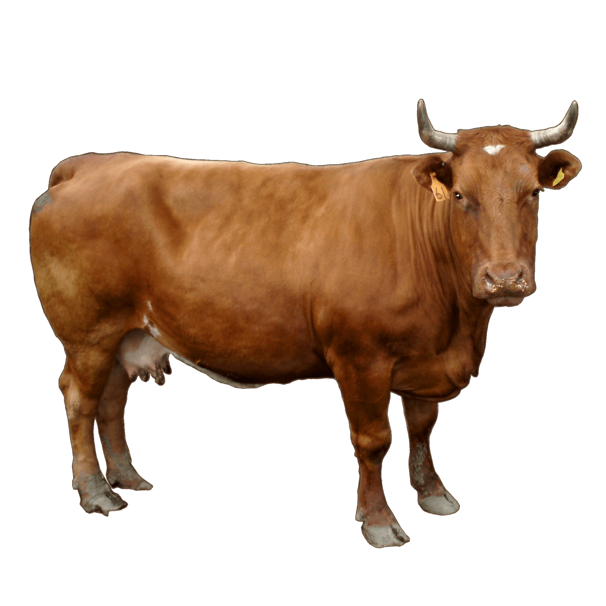 Highland Cow  Transparent Image