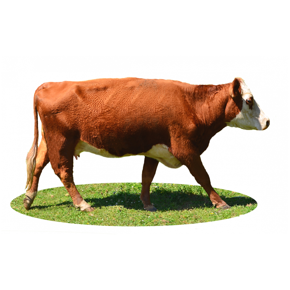 Highland Cow Transparent Picture