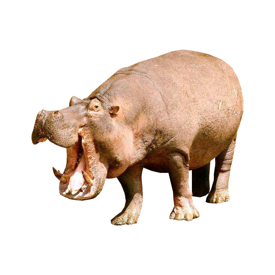 Hippopotamus Transparent Picture
