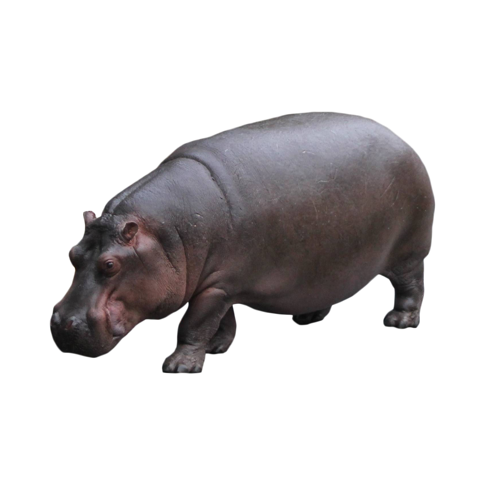 Hippopotamus Transparent Clipart