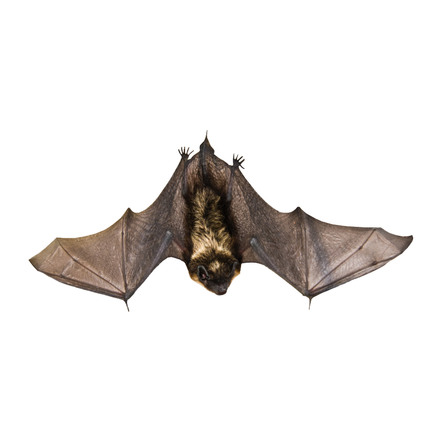 Hoary Bat Transparent Image