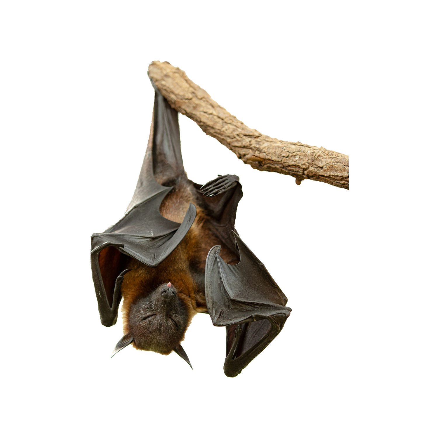 Hoary Bat Transparent Picture