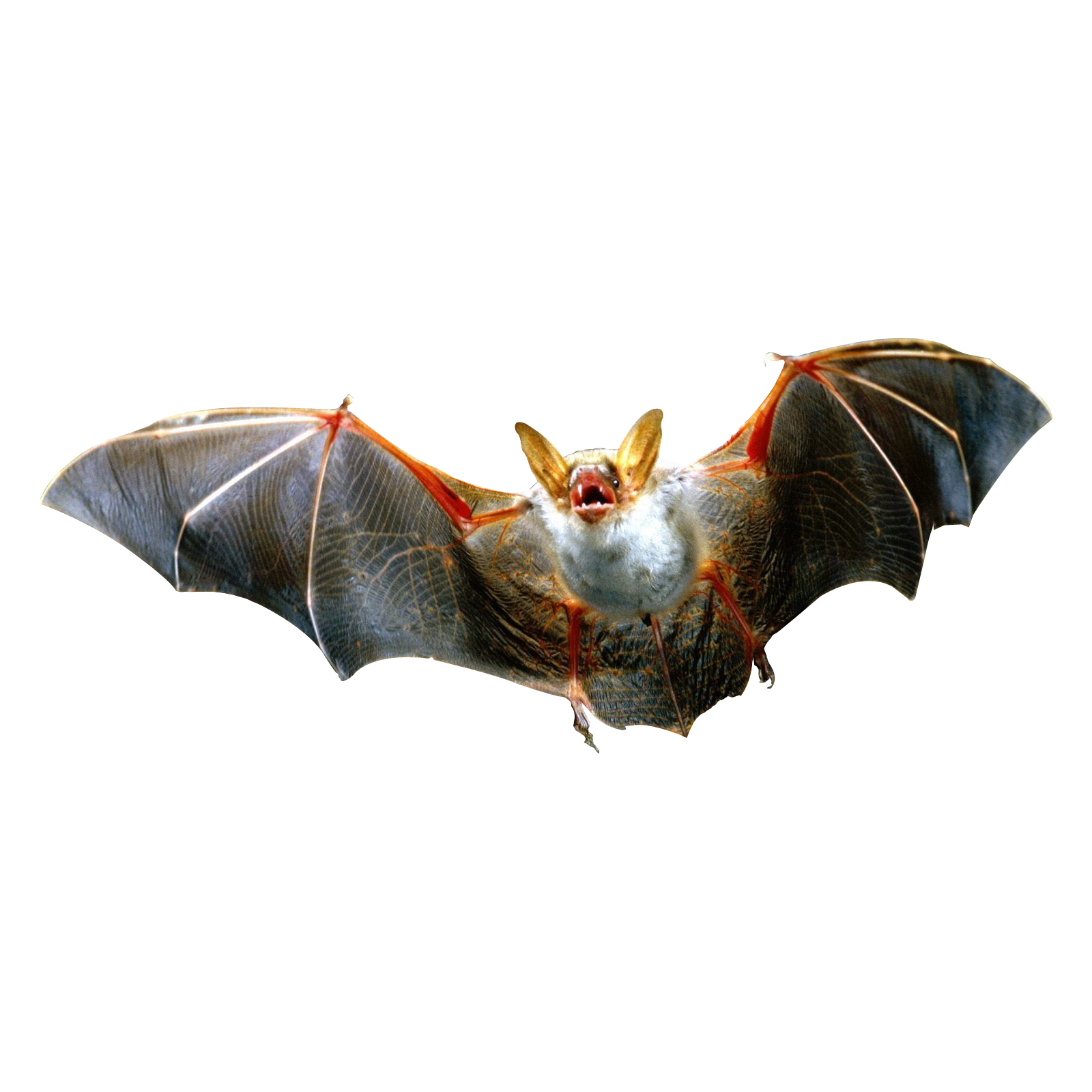 Hoary Bat Transparent Gallery