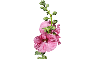 Hollyhock Flower PNG