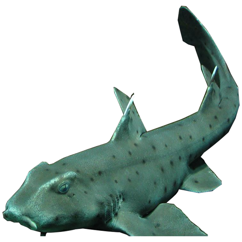 Horn Shark Transparent Image