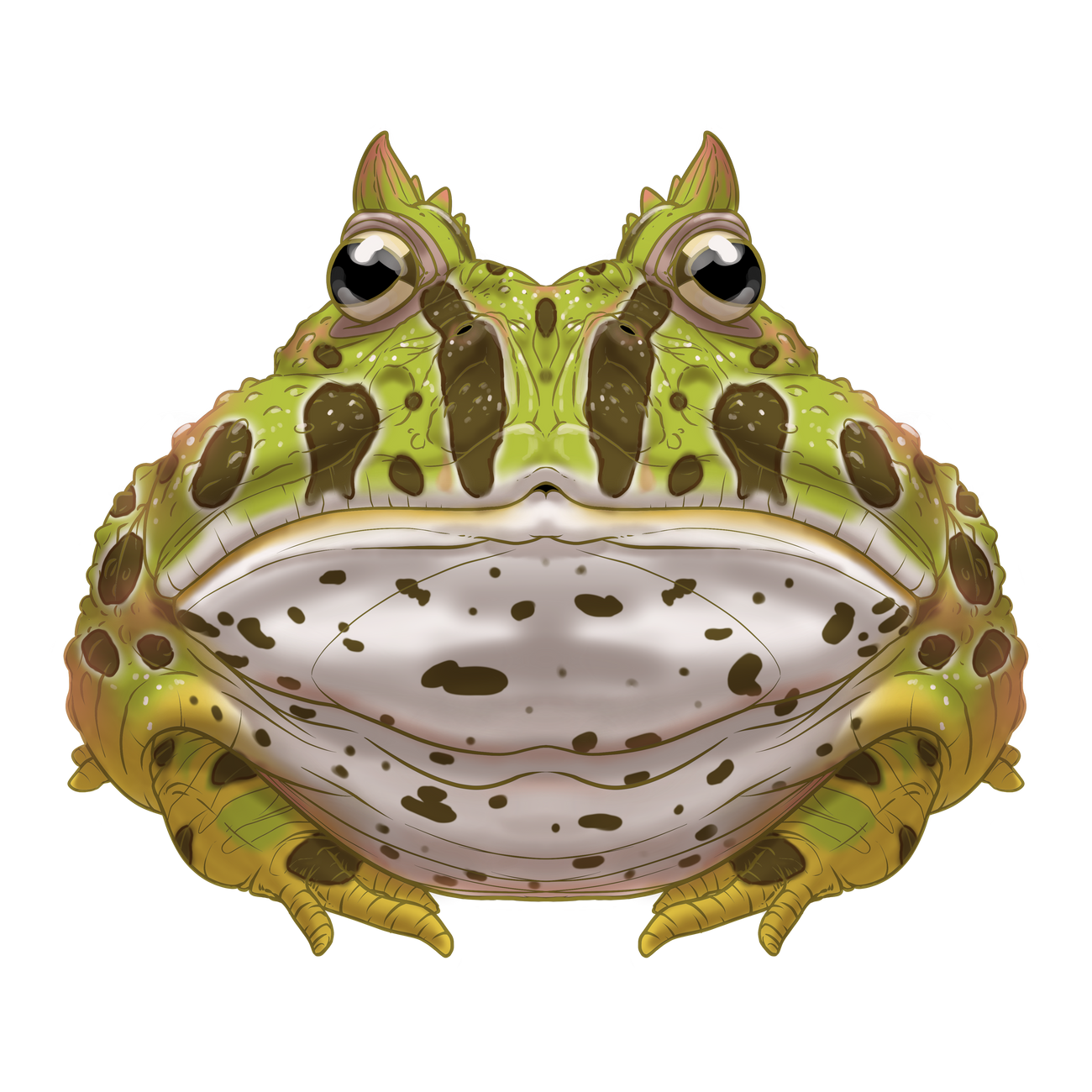 Horned Frog Transparent Photo