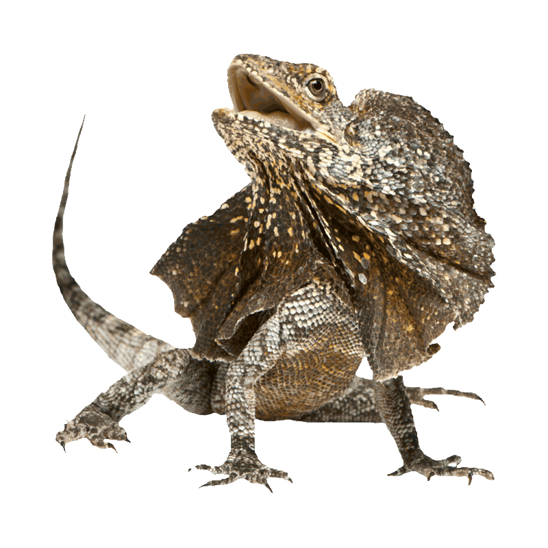 Horned Lizard Transparent Picture