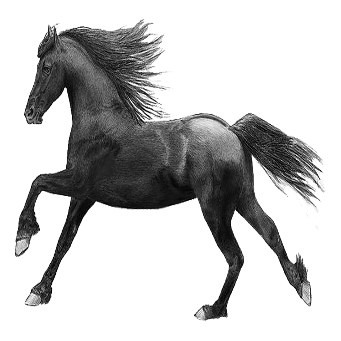 Horse Transparent Photo