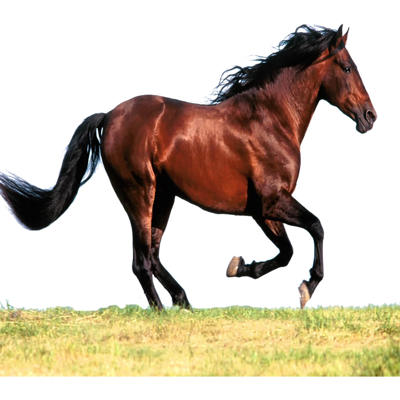 Horse Transparent Picture