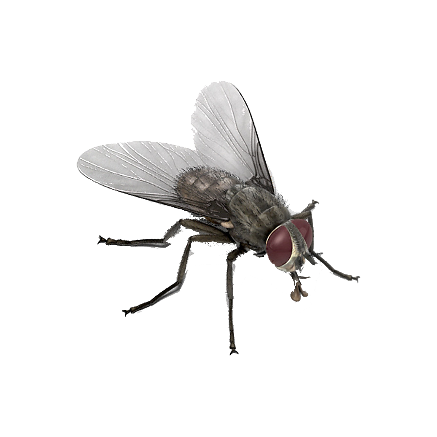 Horsefly Transparent Photo