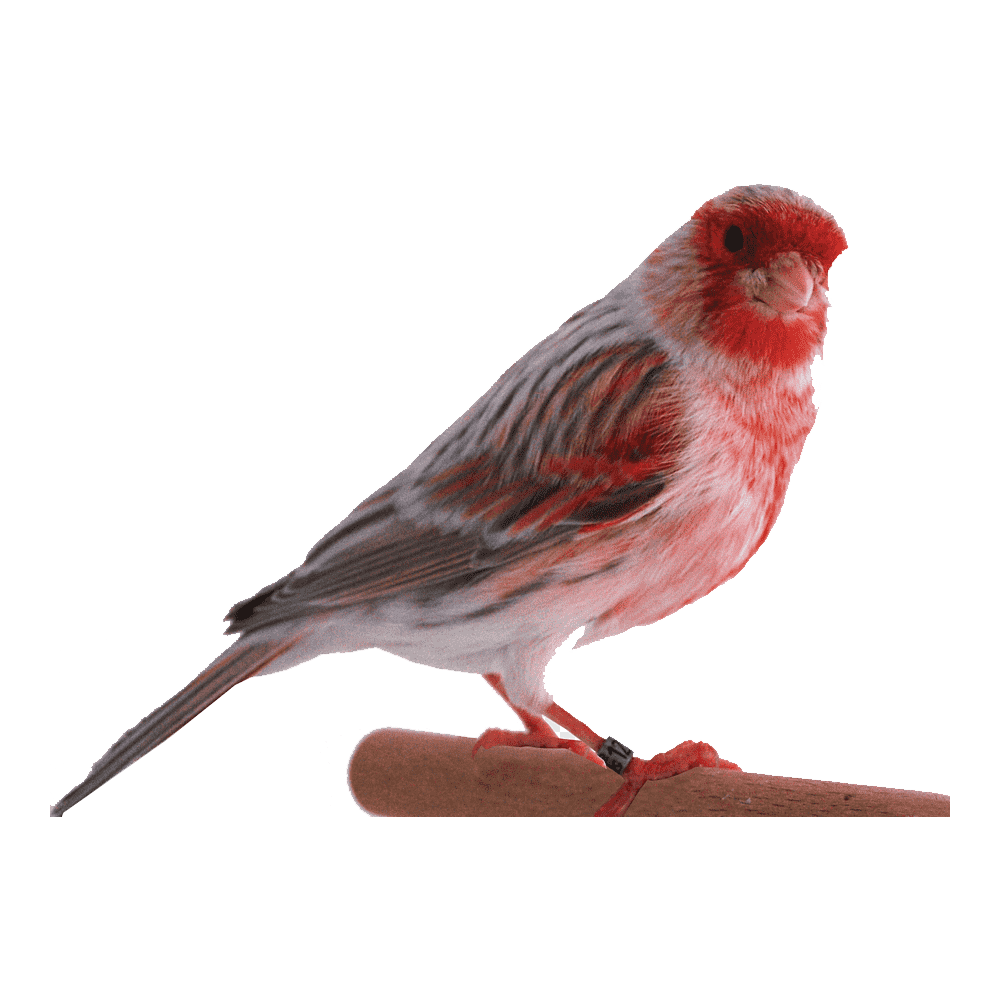 House Finch Transparent Gallery