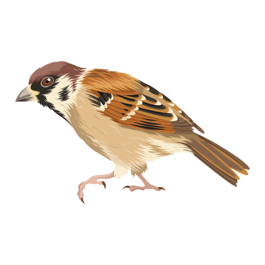 House Sparrow Transparent Picture
