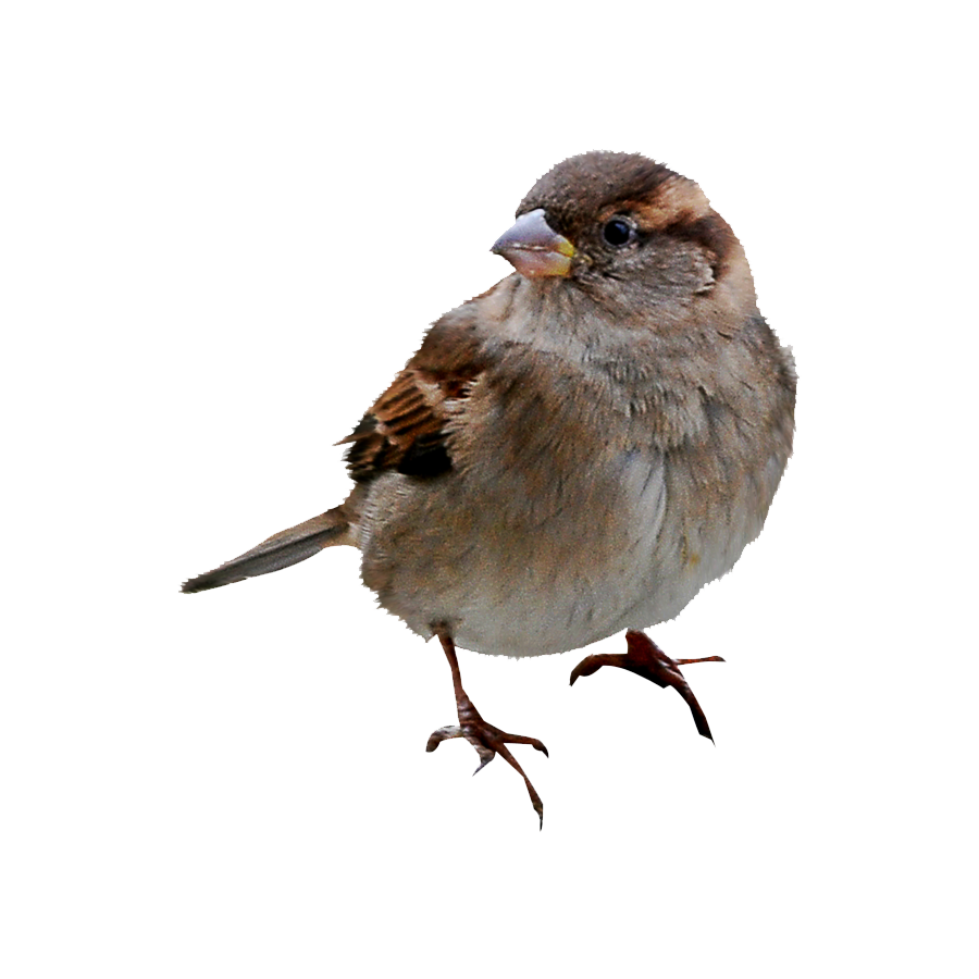 House Sparrow Transparent Clipart