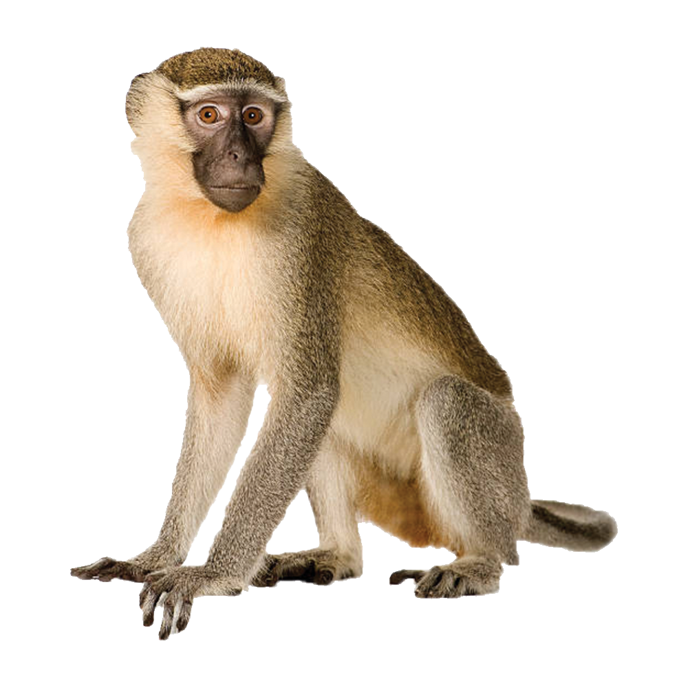 Howler Monkey Transparent Image
