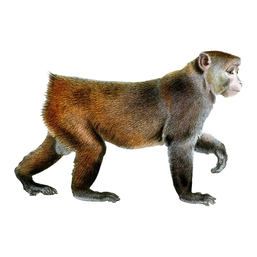 Howler Monkey Transparent Picture