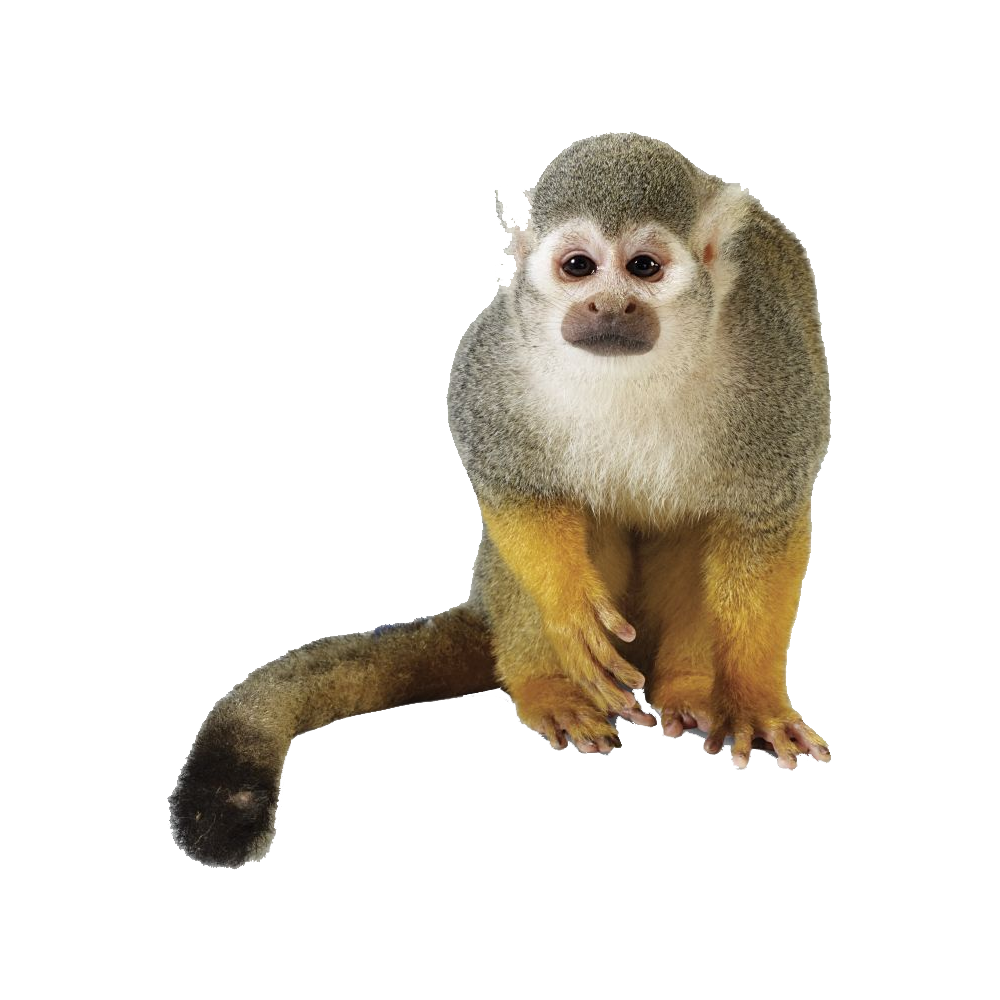 Howler Monkey Transparent Clipart