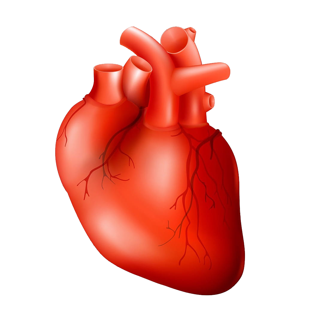 Human Heart Transparent Image