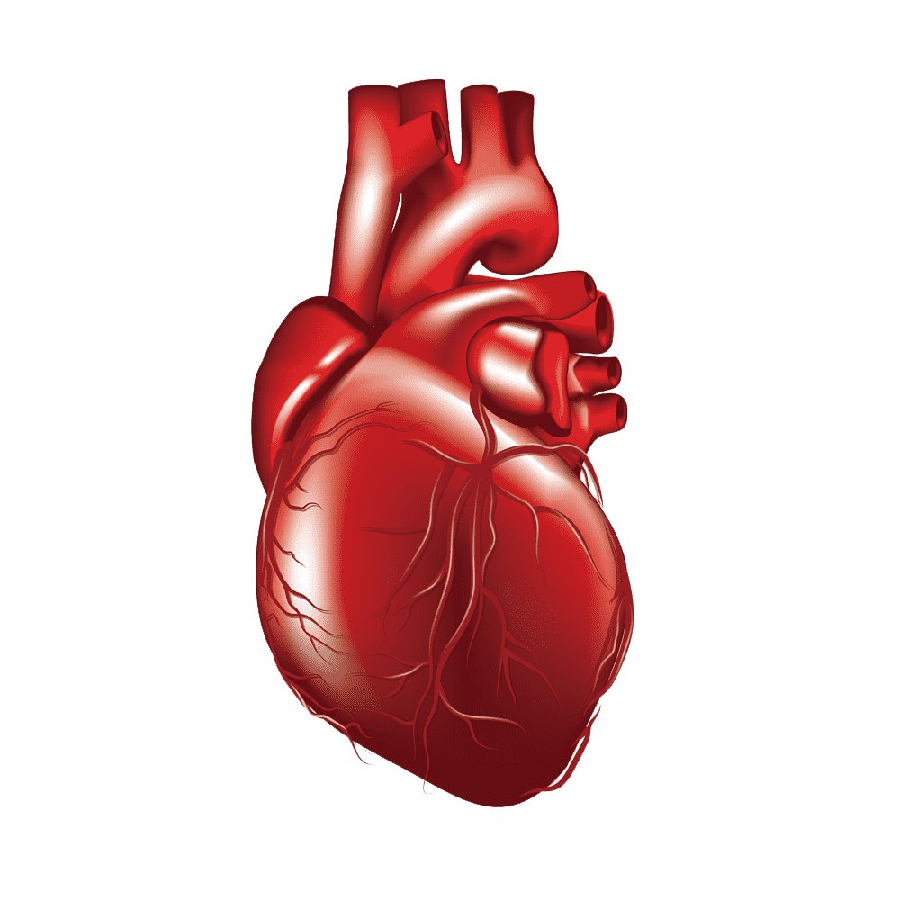 Human Heart Transparent Clipart