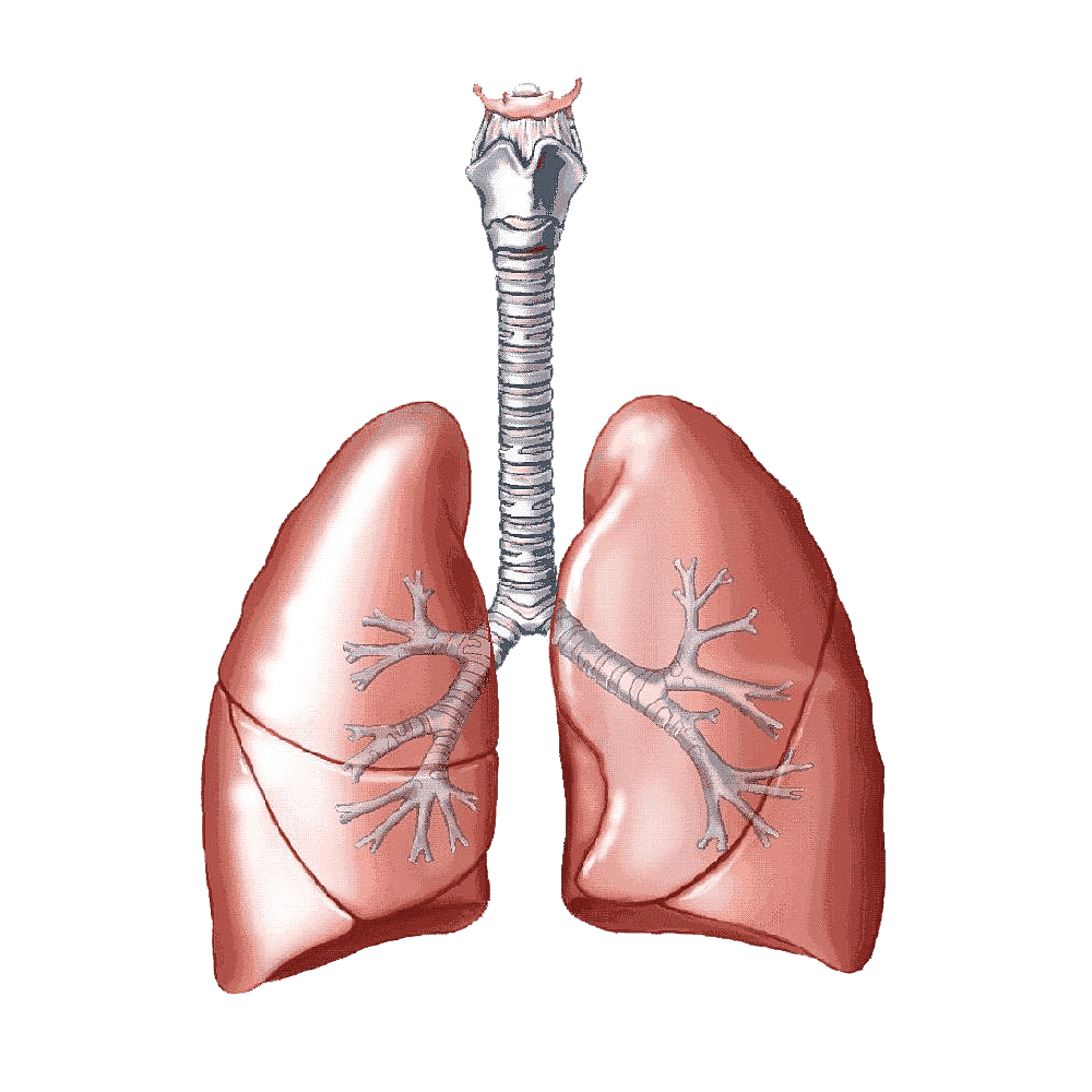 Human Lungs Transparent Photo