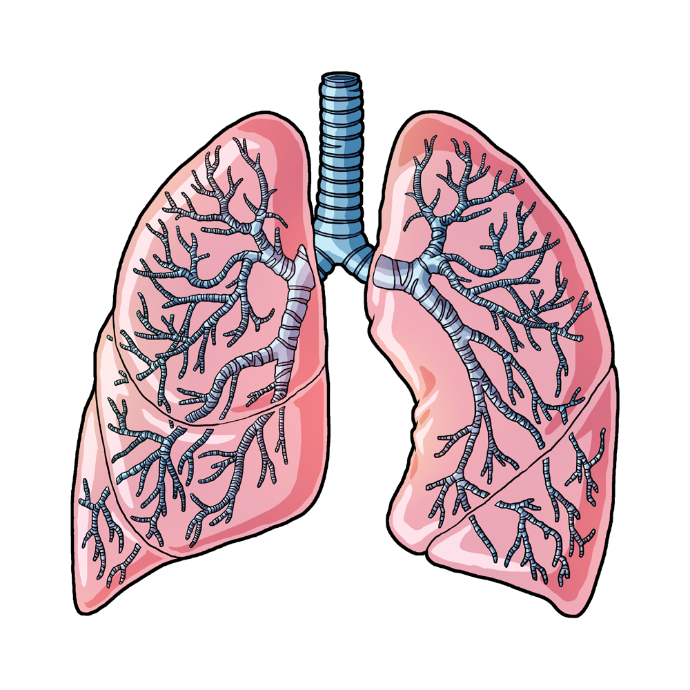 Human Lungs Transparent Clipart