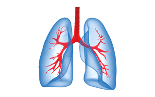 Human Lungs PNG