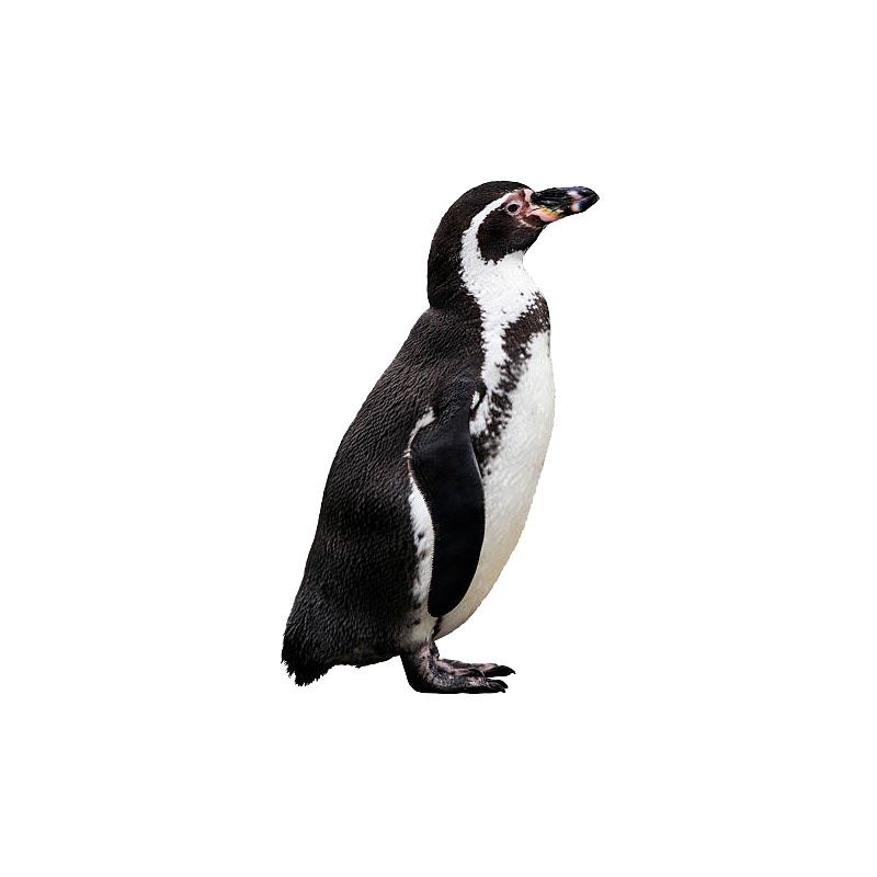 Humboldt Penguin Transparent Image