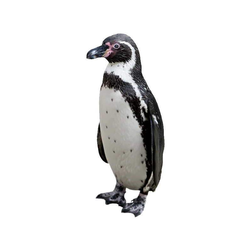 Humboldt Penguin Transparent Photo